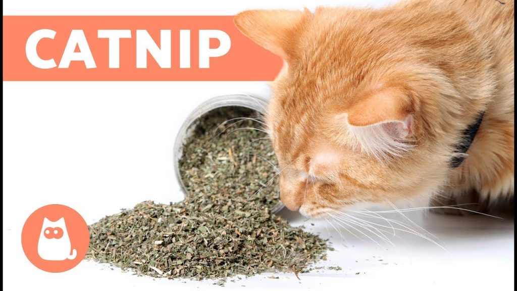 catnip