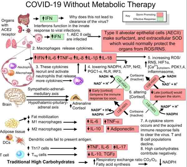 covid-19 without metabolic theory