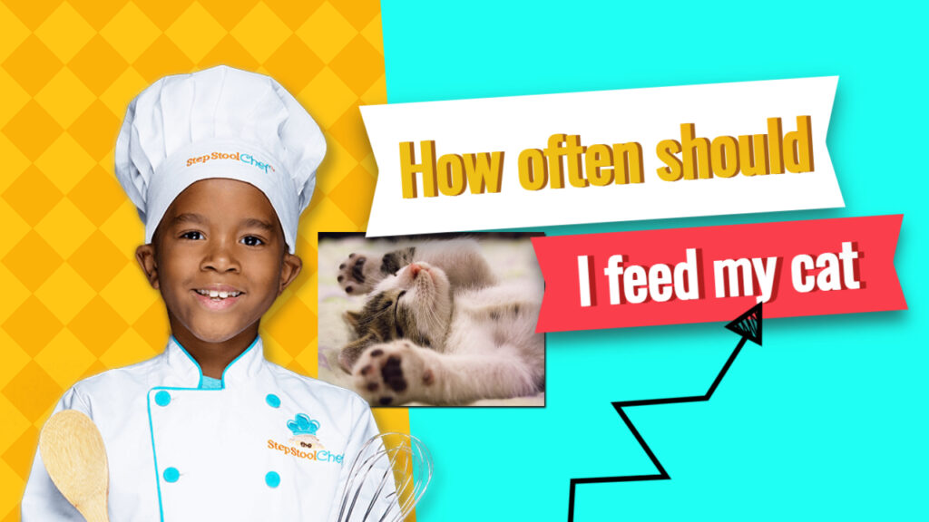 how often should I feed my cat