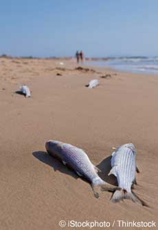 Dead Fish