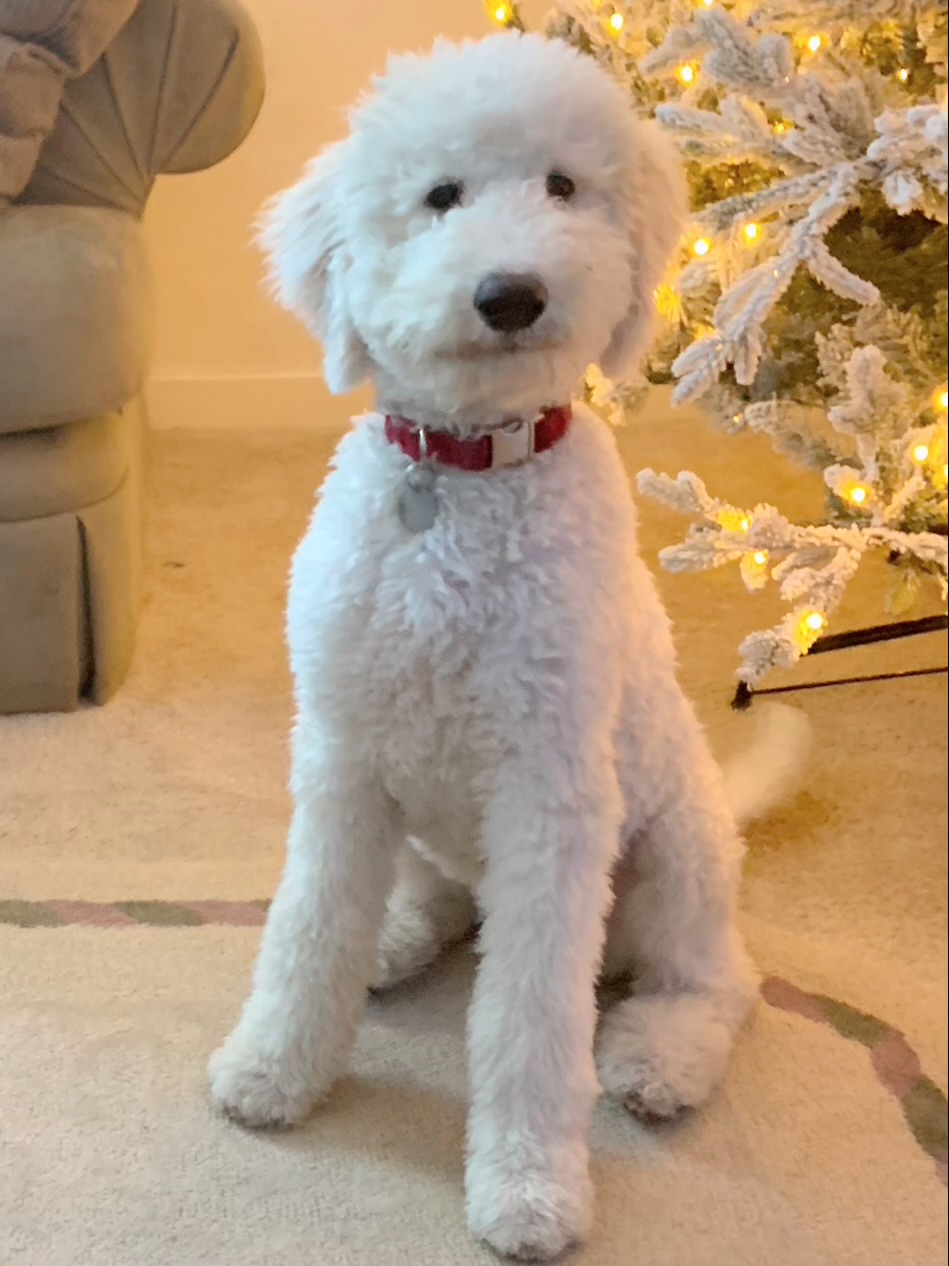 goldendoodle puppies near me