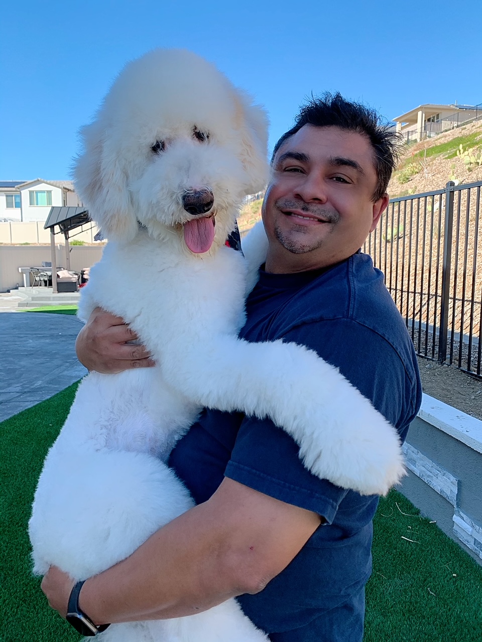 Goldendoodle Puppies in California