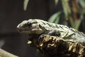 chuckwalla-in forest