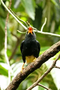 mynah bird