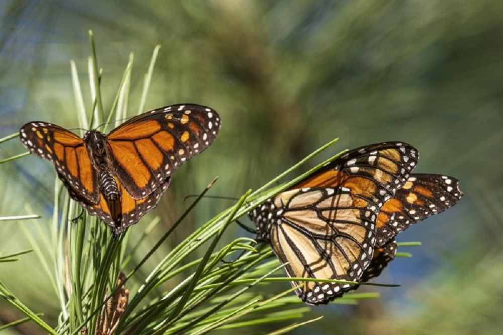 Monarch butterflies fighting back