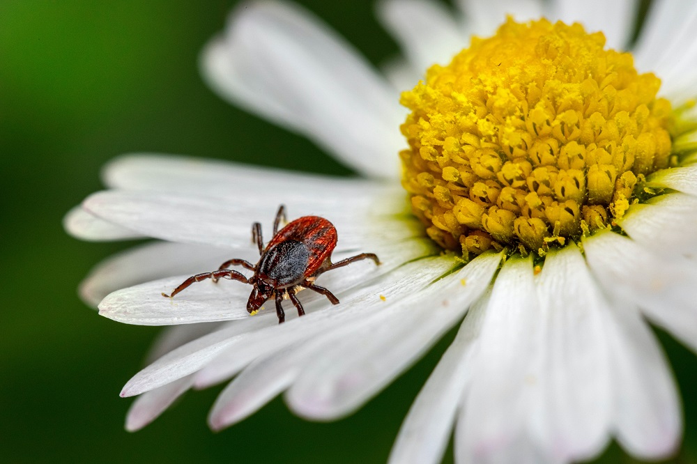 How much do you know about ticks?